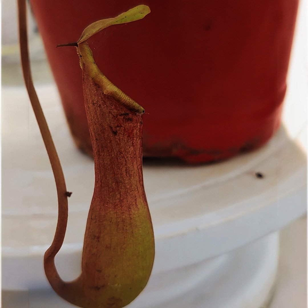 Nepenthes Pitcher Plant